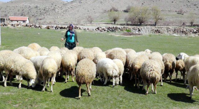 4 bin lira maaşla çoban bulunamıyor