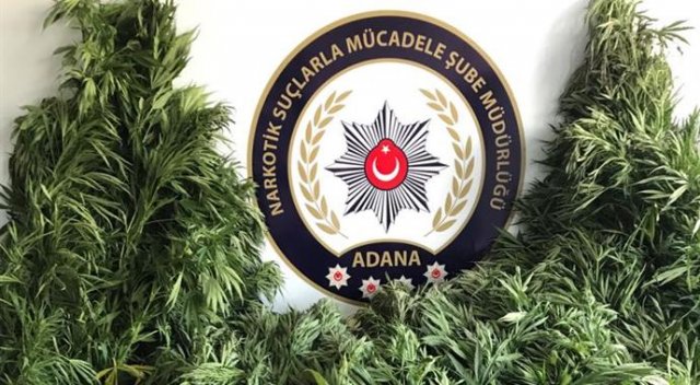 Adana&#039;da mısır tarlasına giren polisler Hint keneviri topladı