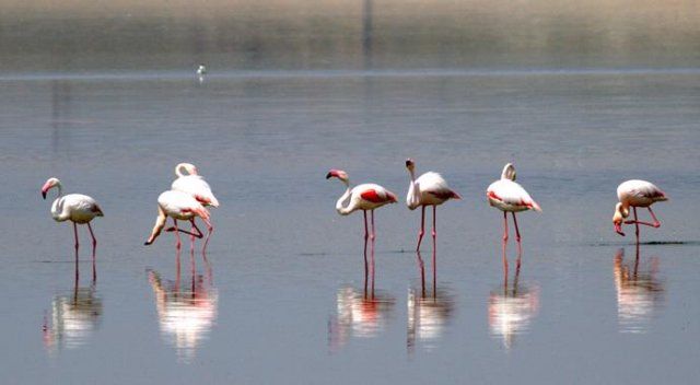 Flamingo yavrularının Tuz Gölü üzerindeki yürüyüşü başladı