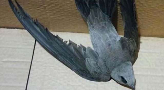 Polis evine konan ebabil kuşu doğaya salıverildi