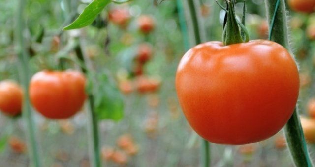 Rusya, Türkiye&#039;den 3 yıl daha domates almayacak