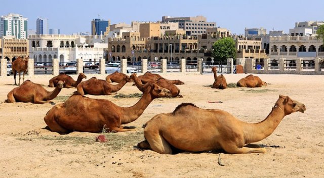 Suudi Arabistan 15 bin Katar devesini sınır dışı etti