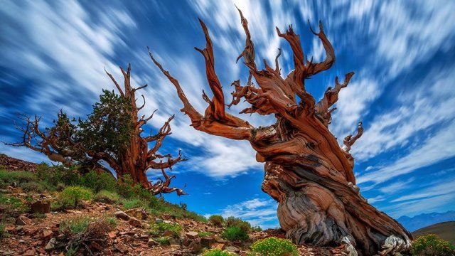 Yeryüzünün en yaşlısı 5 bin yıllık çam ağacı