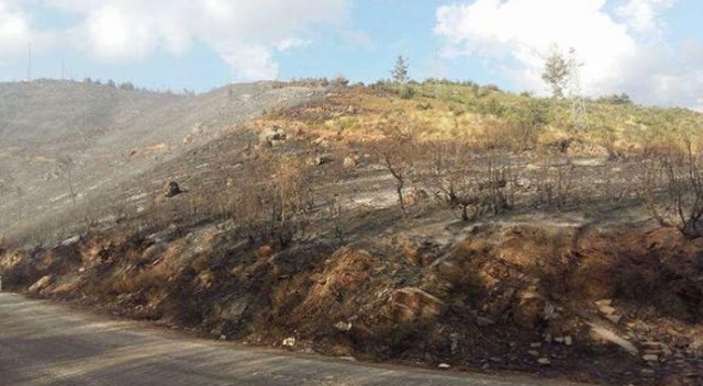 500 hektar alan yangında zarar gördü