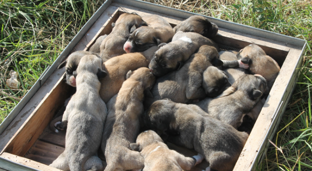Kangal cinsi köpek tek batında 17 yavru doğurdu