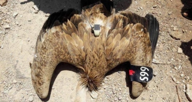 Suriye sınırında ’casus kuş’ ele geçirildi