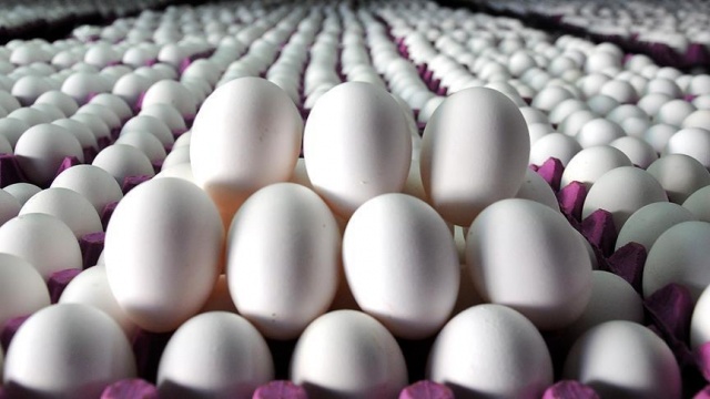 &#039;Almanya Hollanda&#039;dan 5 milyar adet yumurta aldı&#039;