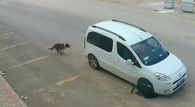 Antalya&#039;da köpeği ezen sürücünün cezası belli oldu