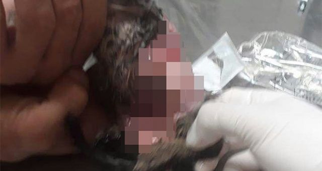 Antalya’da korkunç olay: Kedinin derisini yüzmüşler