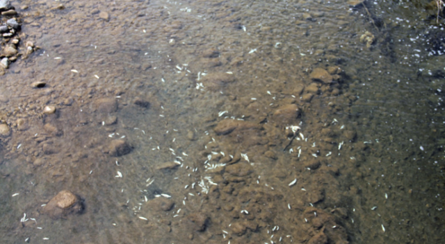Batlama Deresi&#039;nde toplu balık ölümleri