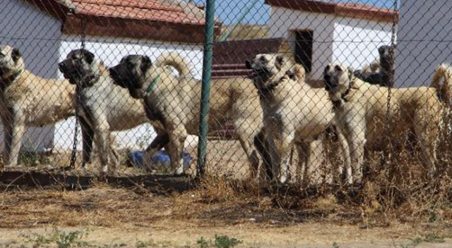 Çevik Kuvvete millî köpek! Toplumsal olayları &#039;Kangal&#039; çözecek