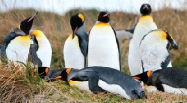 Çevreci Şili, penguenler için maden projesinden vazgeçti