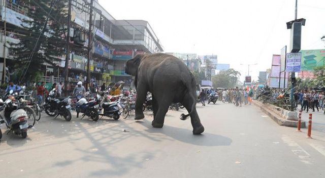 Hindistan&#039;da fil dehşeti: 14 ölü var