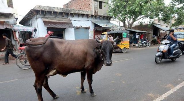 Hindular, kutsal saydıkları inekleri satıyorlar