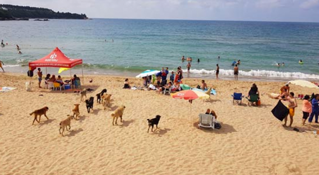 Köpekler sürü halinde plaj inince...