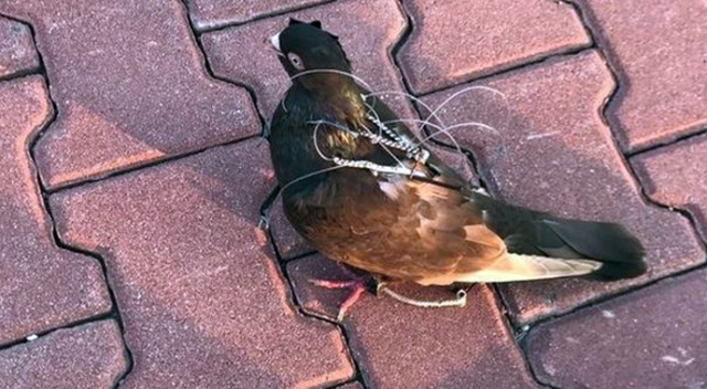 Silivri Cezaevinde haberci kuş yakalandı