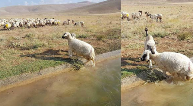 Su kanalına düşen koyunu kurtaran kangal köpeği