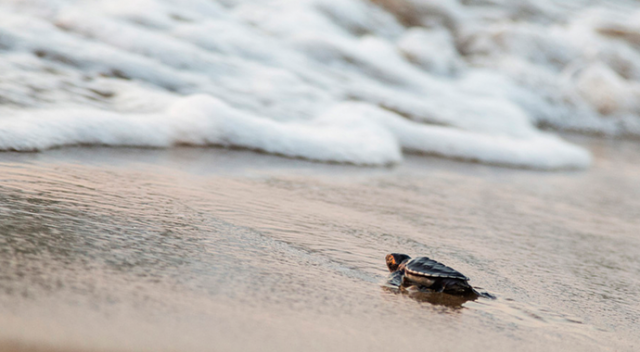 Yavru kaplumbağalar Akdeniz’den Turkcell’le hayata bağlandı