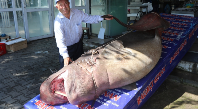 1 ton 200 kiloluk köpek balığı yakalandı