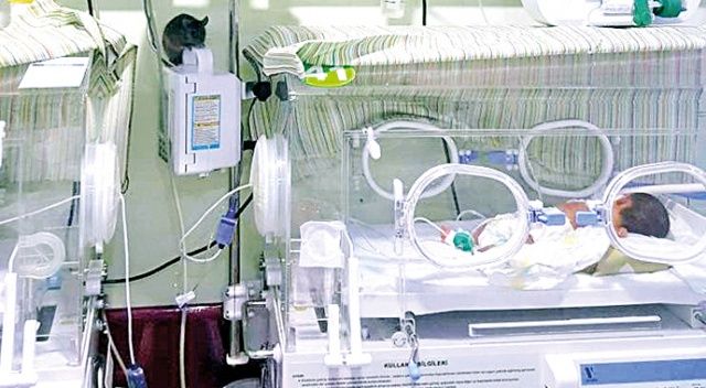 Hastanenin yeni doğan ünitesinde fare skandalı