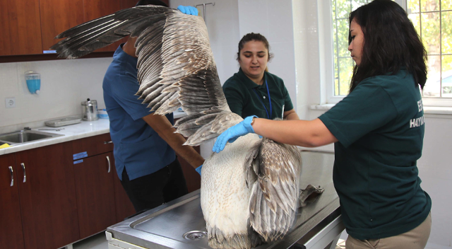 Kanadından yaralı pelikan tedaviye alındı