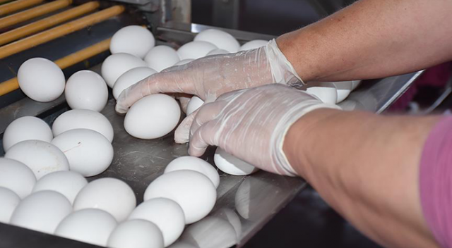 Türkiye 180 milyon dolarlık yumurta ihraç etti