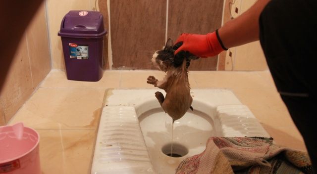 Tuvalete düşen kediyi AFAD ekibi kurtardı
