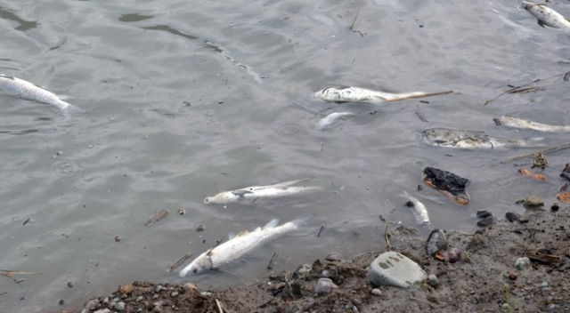 Zonguldak’ta balık ölümleri tedirginliğe neden oldu