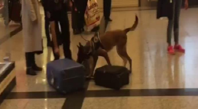 Atatürk Havalimanında Alman yolcuların valizlerine köpekli arama