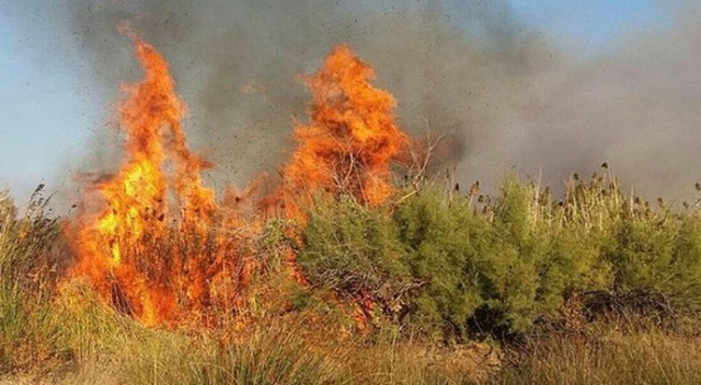 Balıkesir&#039;deki sazlık yangını korkuttu