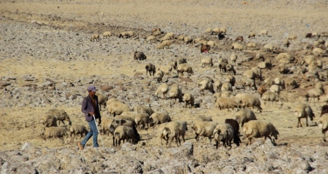 Diyarbakır’da hayvancılar, 3 bin TL’ye çalışacak çoban bulamıyor