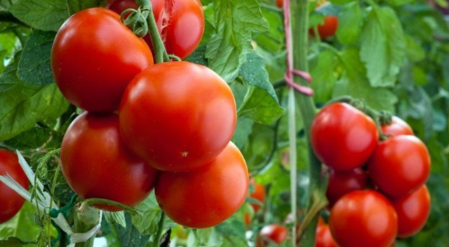 Rusya kapsını 50 bin ton Türk domatesi için açıyor