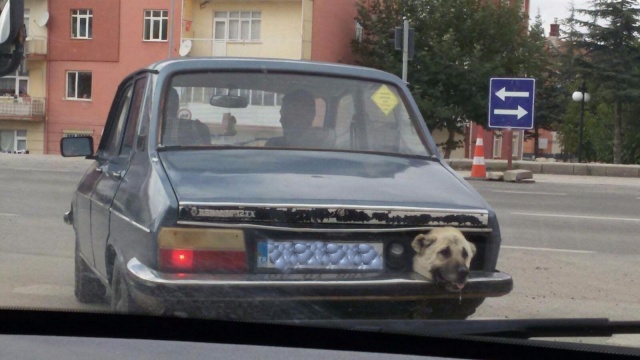Seyir halindeki aracın stop lambasından çıkan köpek kafası şaşırttı