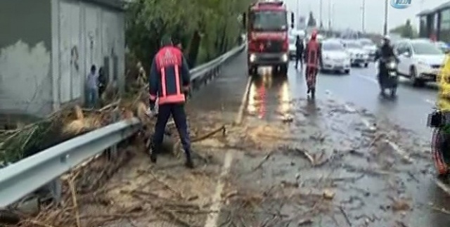 Cevizlibağ&#039;da ağaç yola devrildi! Trafik yoğunlaştı