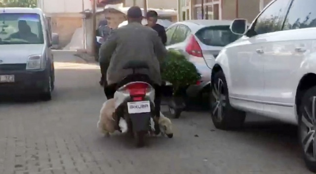 Koyunu motosikletle taşıdı