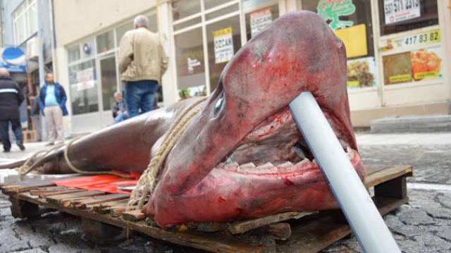 Lüleburgaz&#039;da yarım tonluk köpek balığı görenleri şaşırttı