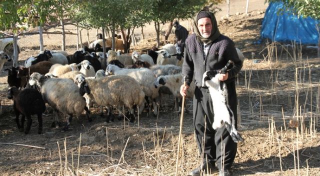 Muş&#039;ta kurtlar 10 koyunu telef etti, 25 koyunu yaraladı