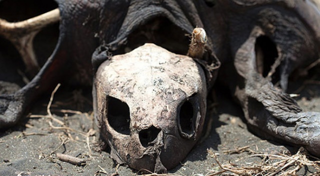 Yüzlerce deniz kaplumbağası ölü bulundu