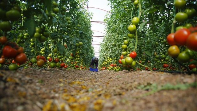 Antalya&#039;dan 30 ülkeye domates ihracatı