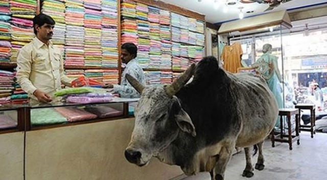 Hindistan&#039;da inek kaçakçısına linç girişimi