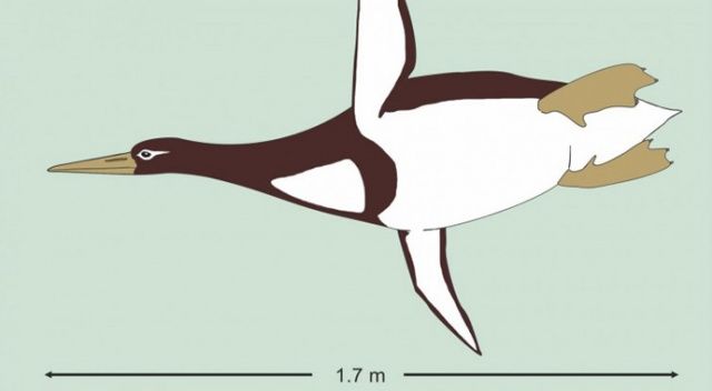 İnsan boyutunda penguen fosili bulundu