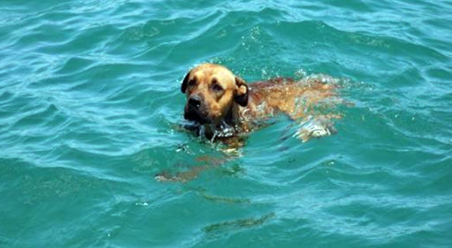 Okyanusta köpeği kurtarmak isteyen aile boğuldu
