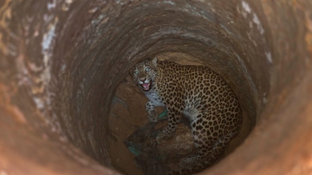 Su kuyusuna düşen leopar kurtarıldı