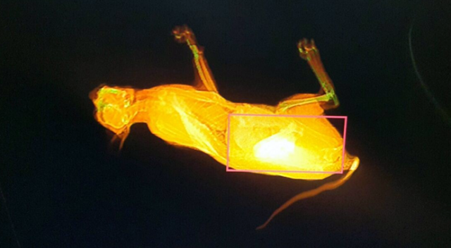 X-ray cihazından geçmeye çalışan kedi, adliyeyi birbirine kattı!