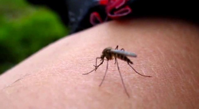 Zika taşıyan sivrisinek Giresun’a kadar geldi