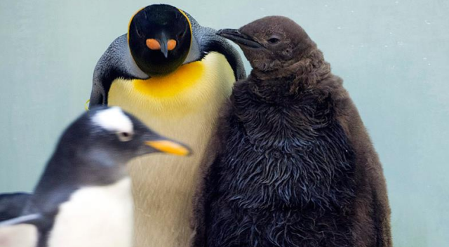 Güney Kutbu&#039;nda yaşayan kral penguenler tehdit altında