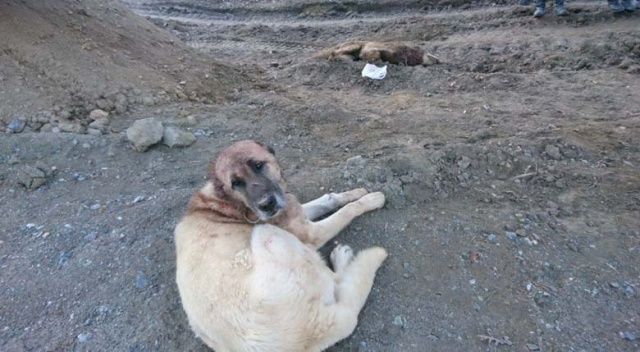 Kangal köpeği köye inen kurtları öldürdü