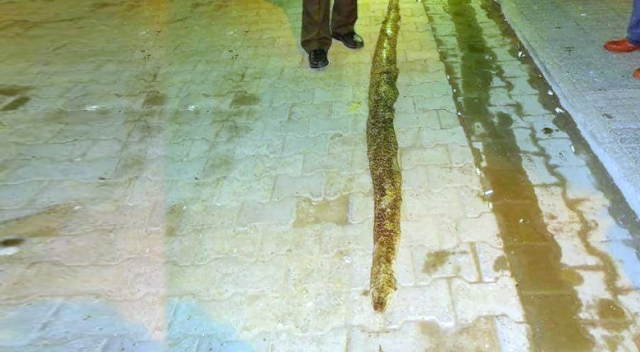 Şarköy&#039;de 3 metre 20 santimlik yılan bulundu