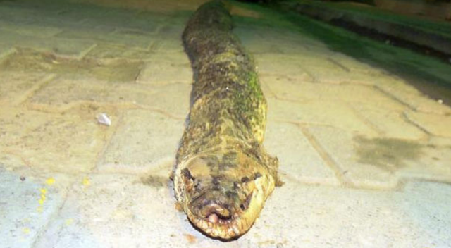 Şarköy&#039;de 3 metre 20 santimlik yılan ölüsü bulundu