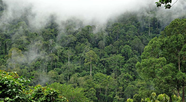 Amazonlarda insan yerleşimine dair yeni bilgiler ortaya çıktı